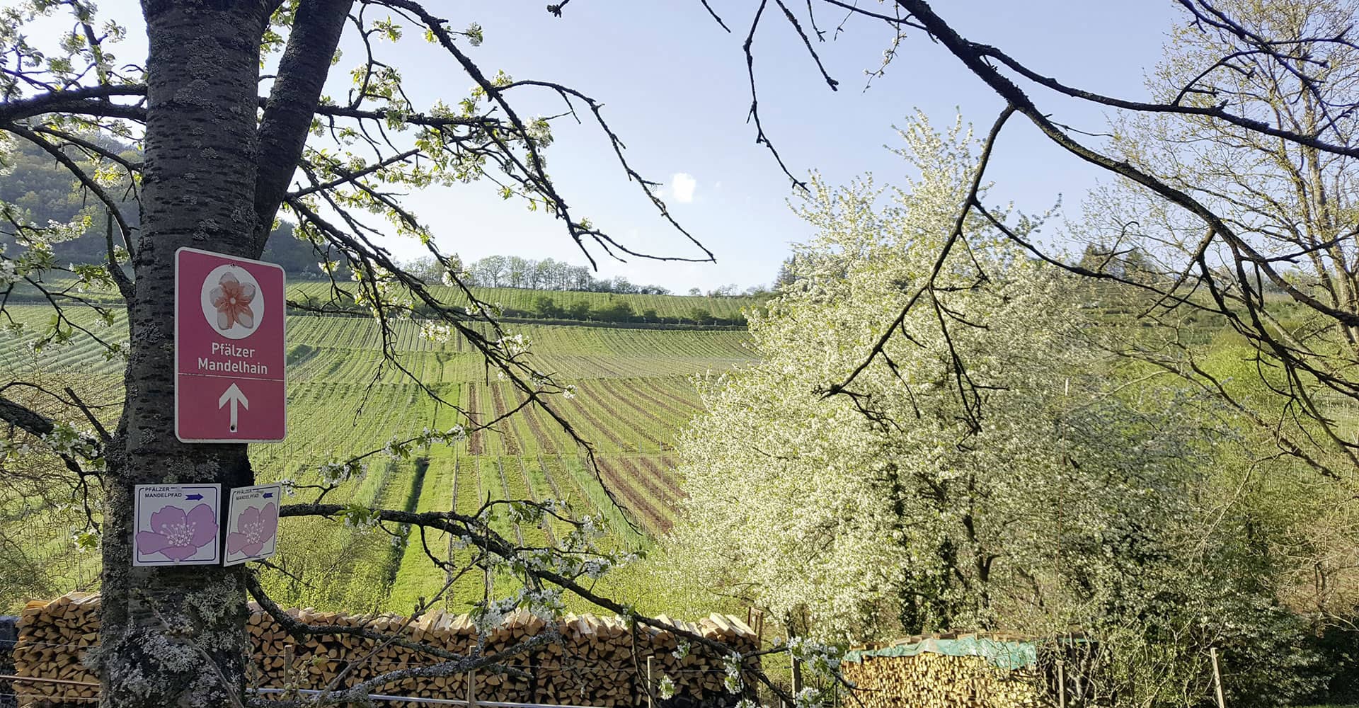 Bild - Lage "Kastanienbusch" | © Weingut Scholler