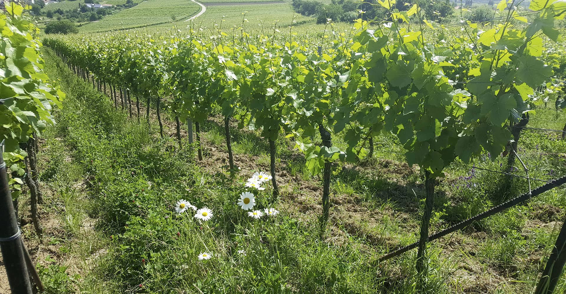 Bild - Lage "Mandelberg" | © Weingut Scholler