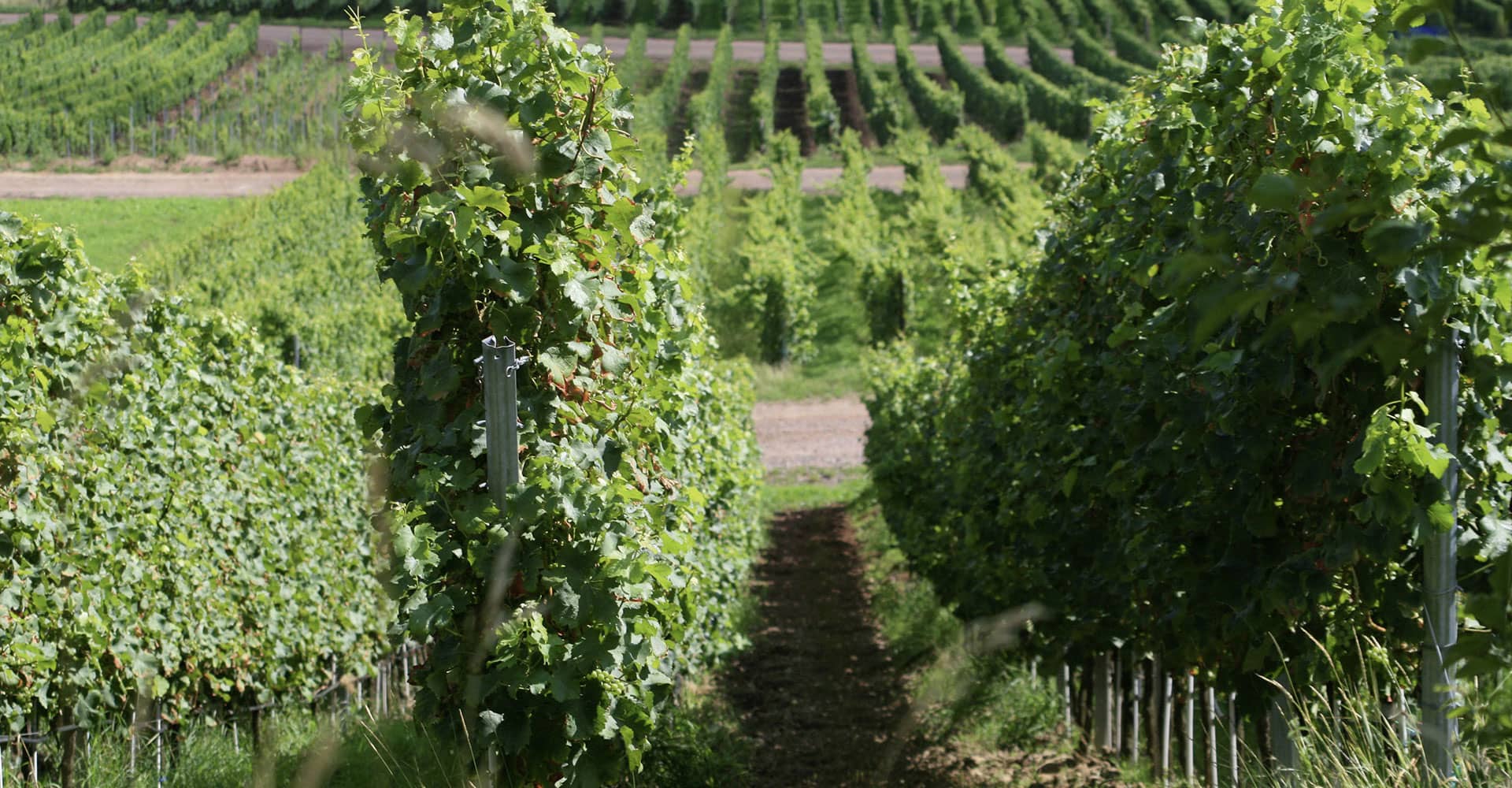 Bild - Lage "Rosenberg" | © Weingut Scholler