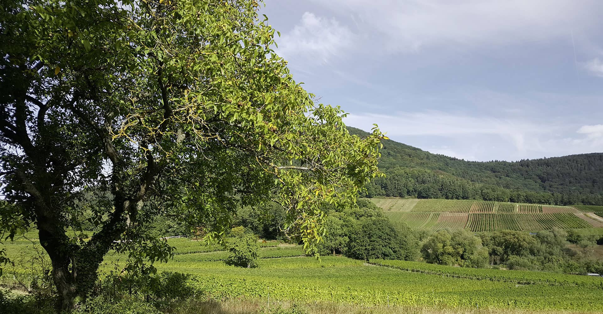 Bild - Lage "Seligmacher" | © Weingut Scholler